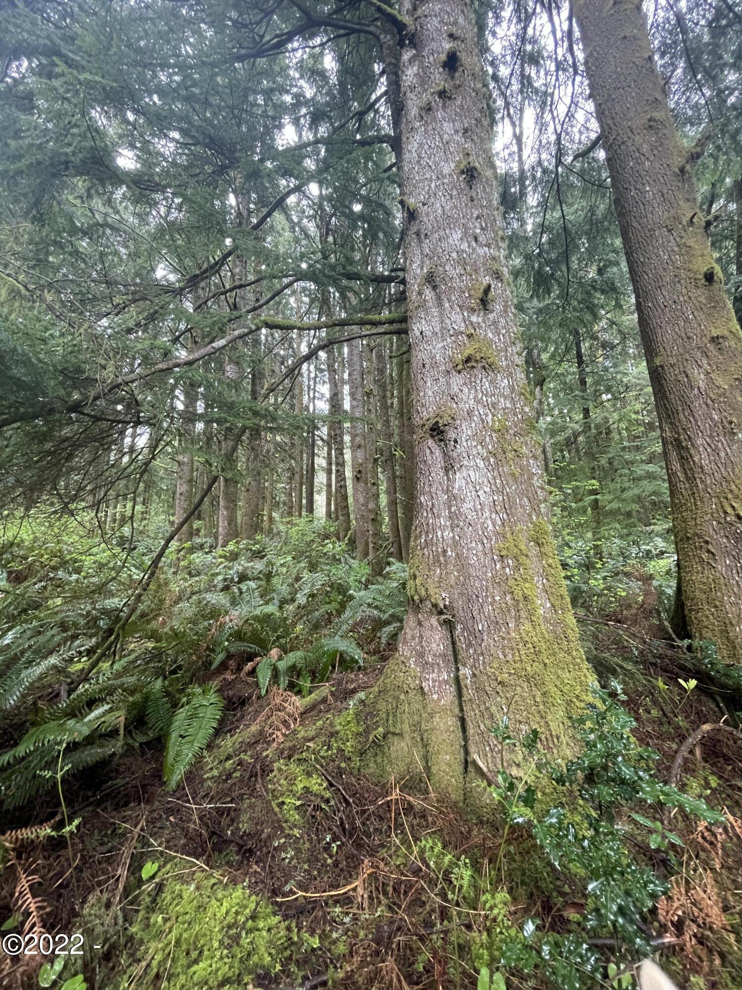 301 Sandlake Road Cloverdale, OR 97112 - Photo 3 of 14 Spruce - Hemlock Forest