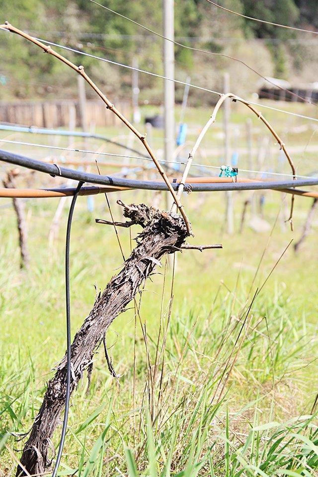 652 Gold Canyon Road Selma, OR 97538 - Photo 2 of 16 Additional Photo