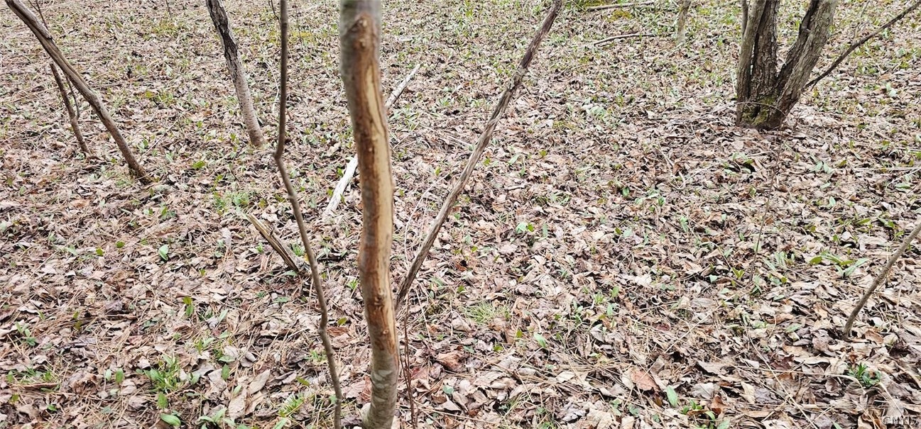 Level Green Road Berkshire, NY 13736 - Photo 12 of 35