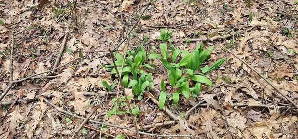 $84,900 | Level Green Road, Berkshire, NY 13736