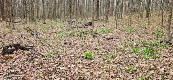 $84,900 | Level Green Road, Berkshire, NY 13736