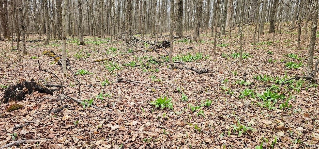 Level Green Road Berkshire, NY 13736 - Photo 9 of 35