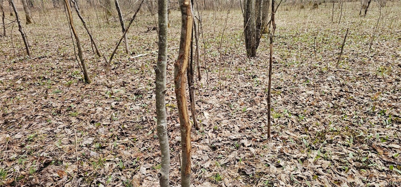 Level Green Road Berkshire, NY 13736 - Photo 10 of 35