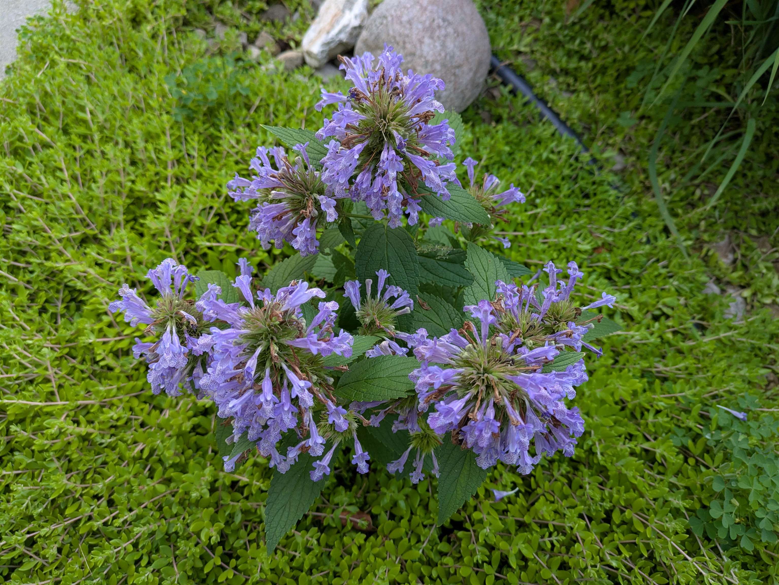 901 Innisbrook Court Waunakee, WI 53597 - Photo 68 of 72