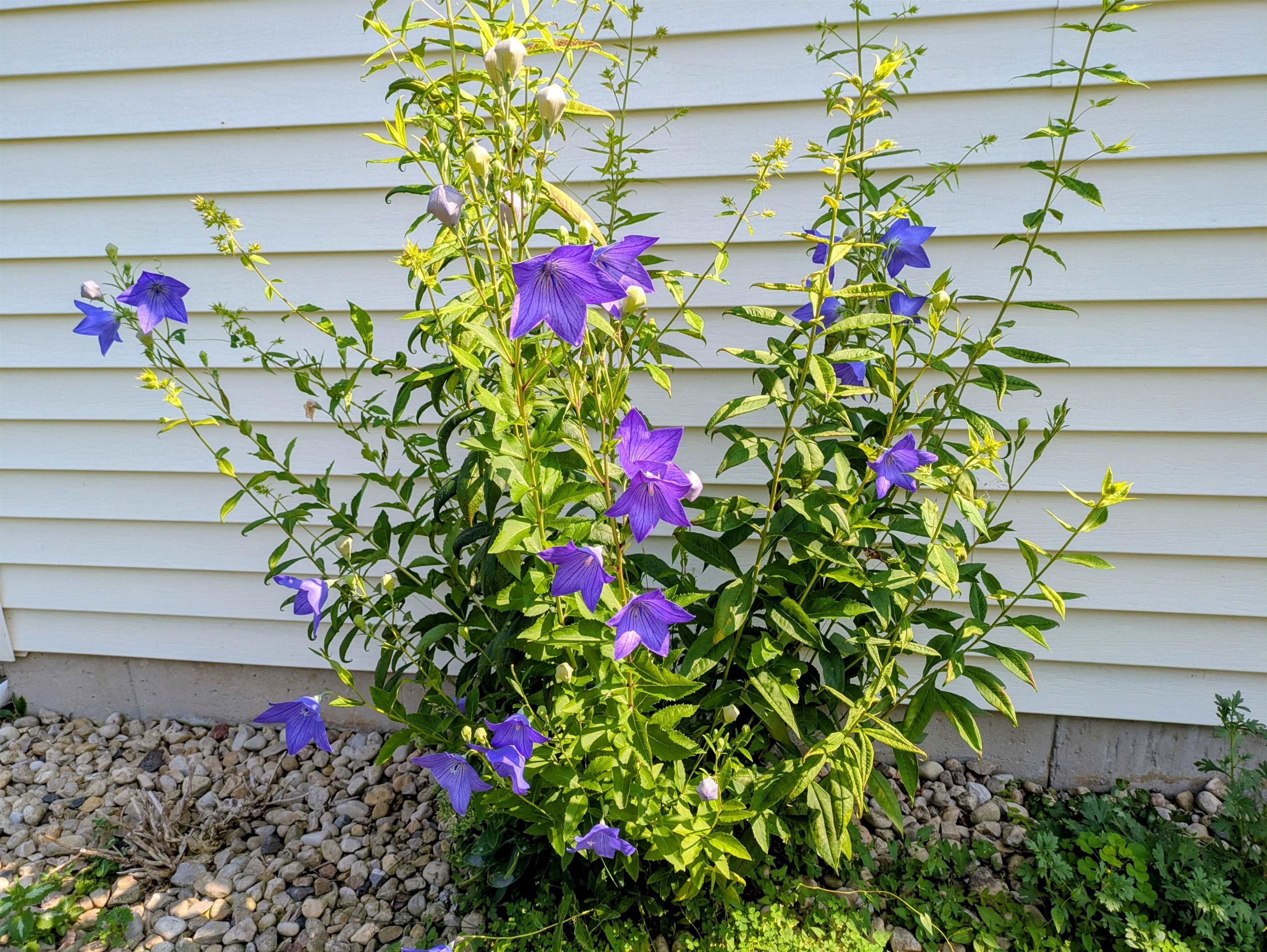901 Innisbrook Court Waunakee, WI 53597 - Photo 69 of 72