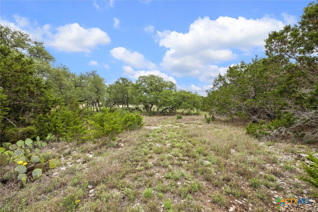 865 Rutherford Fischer, TX 78623 - Photo 4 of 11 a view of a bunch of trees