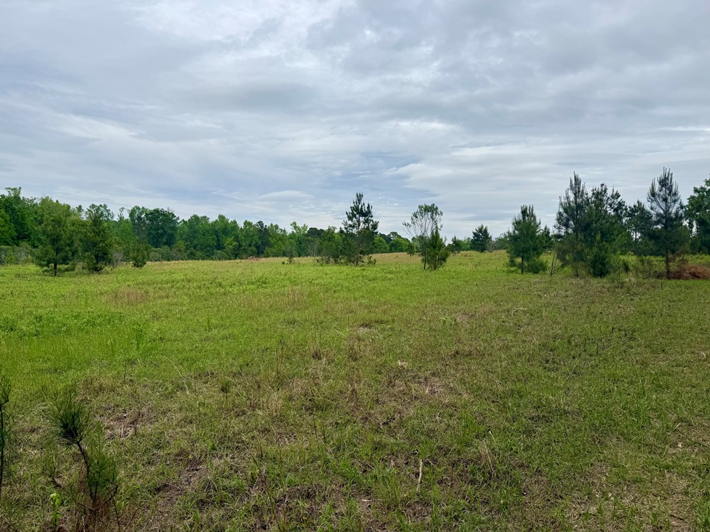 50-acres Dillard Road Pansey, AL 36370 - Photo 8 of 13