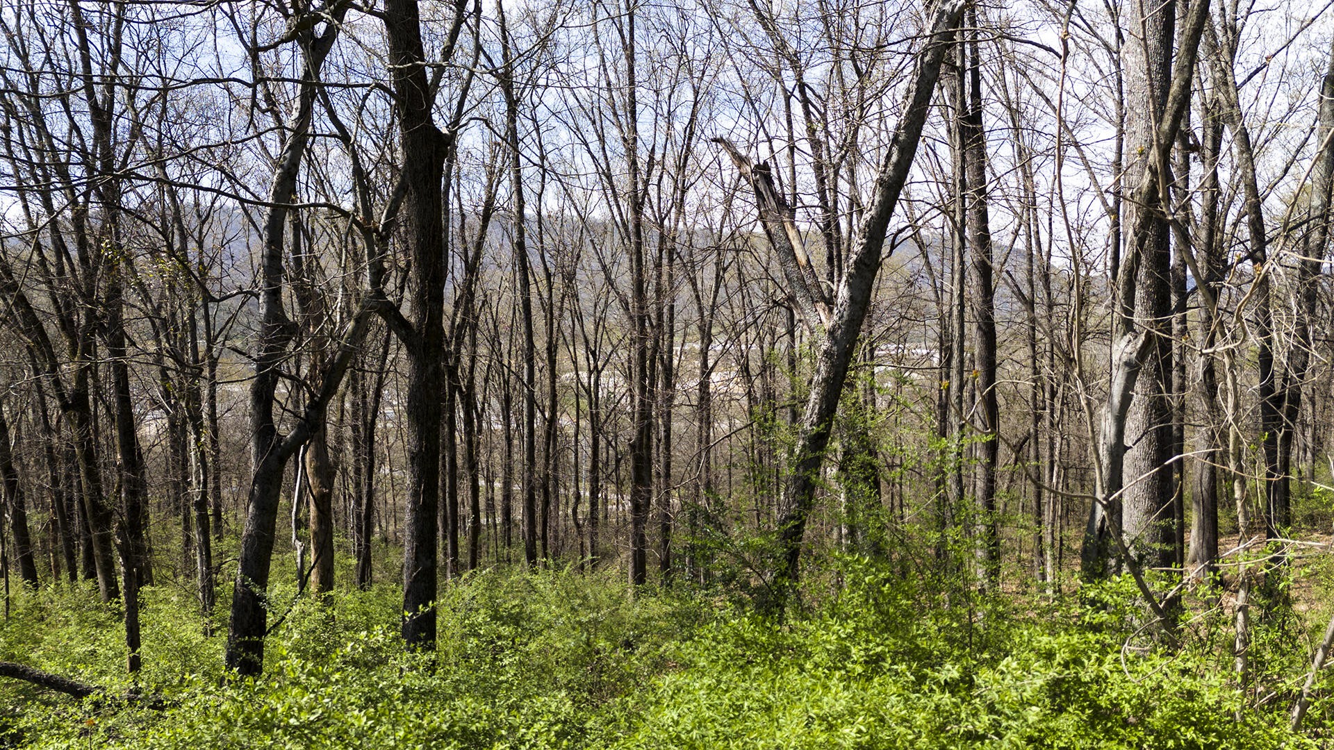 281 Whitehall Road Chattanooga, TN 37405 - Photo 13 of 17 Gallery Image 13