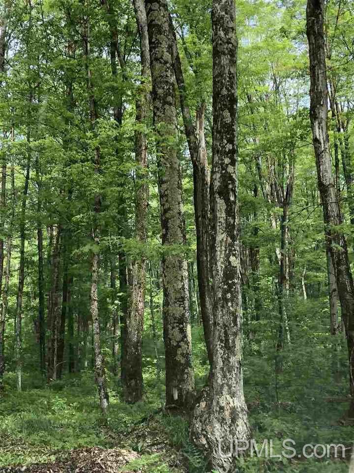 Tbd 160 Acres Camp 23 Road Gulliver, MI 49840 - Photo 5 of 48