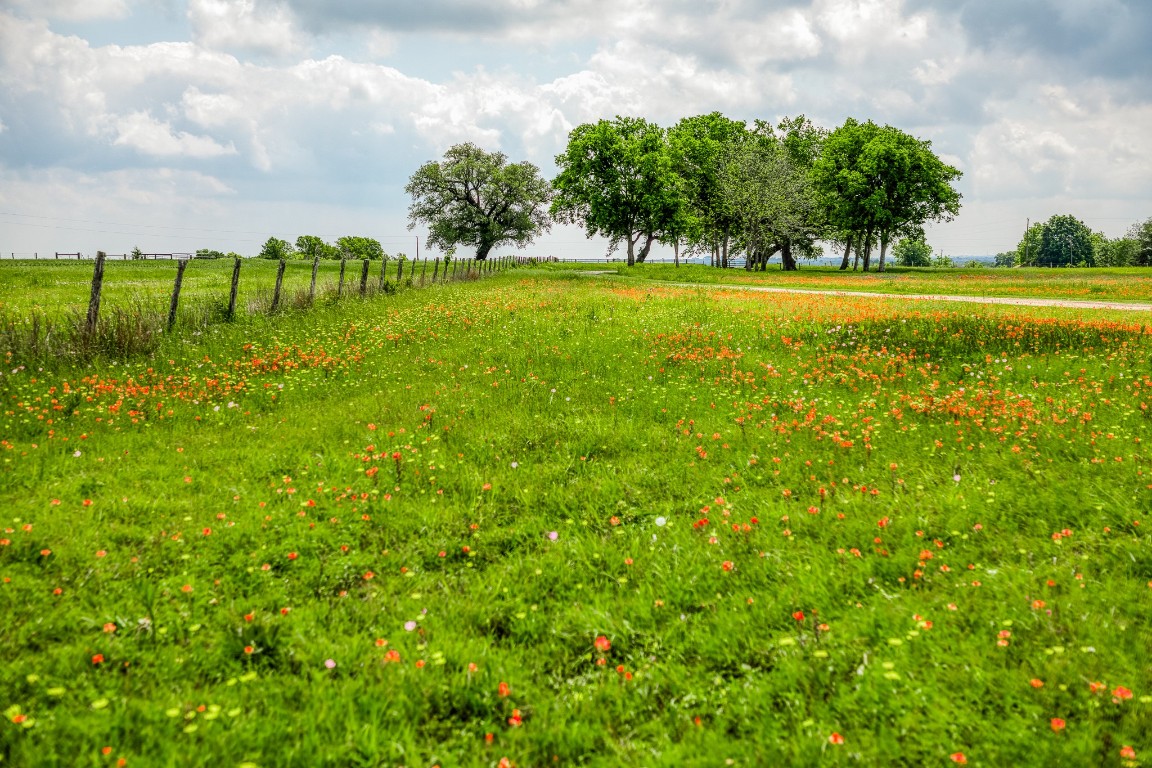 4701 Cedar Hill Road Brenham, TX 77833 - Photo 21 of 50 a view of a big yard with plants and large trees