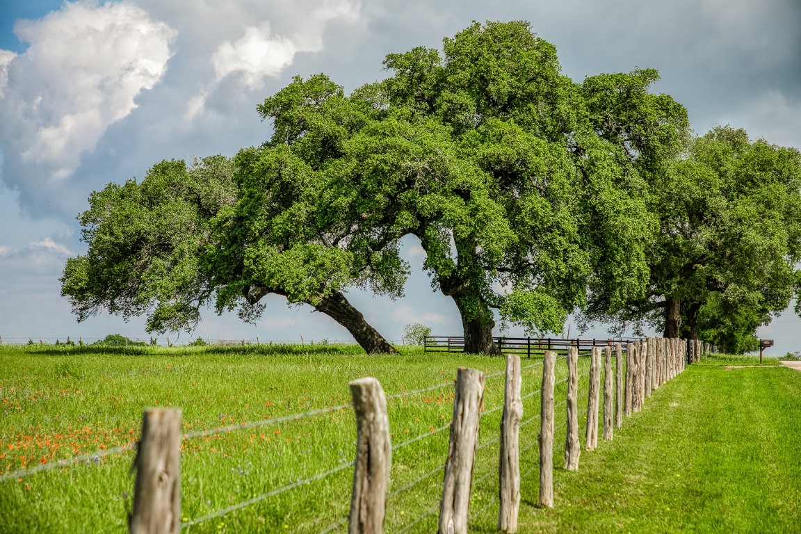 4701 Cedar Hill Road Brenham, TX 77833 - Photo 4 of 50 a view of an and yard