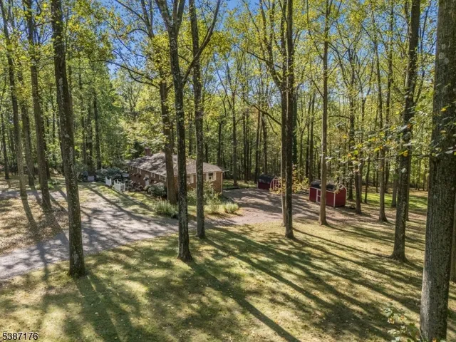 a view of a forest with trees