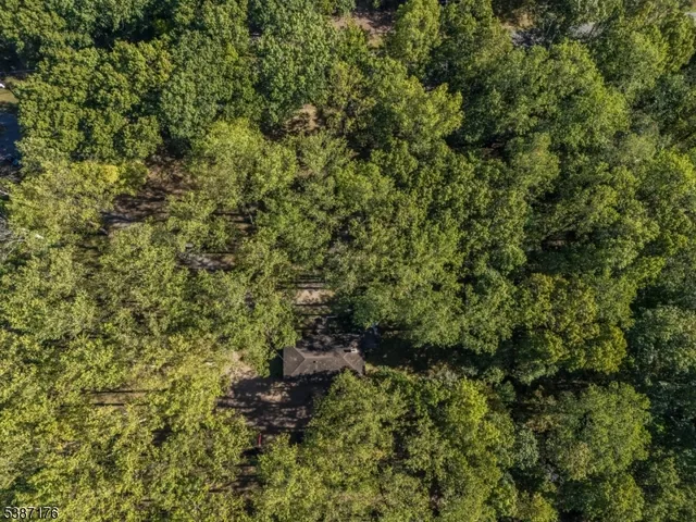 a view of a forest with a tree