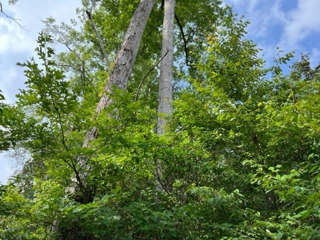31184 Joe Hughes Road Andalusia, AL 36421 - Photo 37 of 50 Gallery Image 37