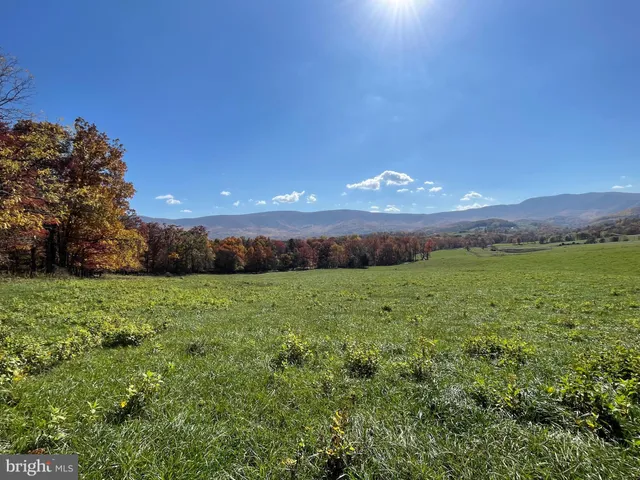 a view of a yard with plants and trees