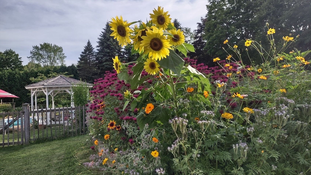 1341 Hardwick Road Hardwick, MA 01037 - Photo 9 of 27 a picture of flowers