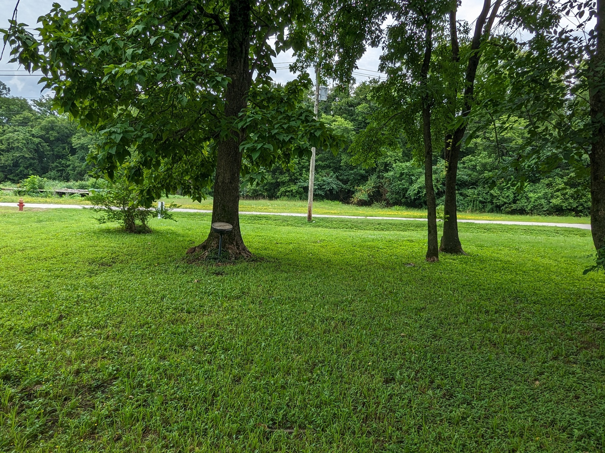 214 Boswell Street Mount Pleasant, TN 38474 - Photo 3 of 6 a big yard with lots of green space and trees