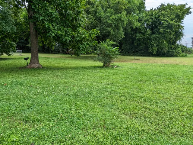 a view of a tree in a yard