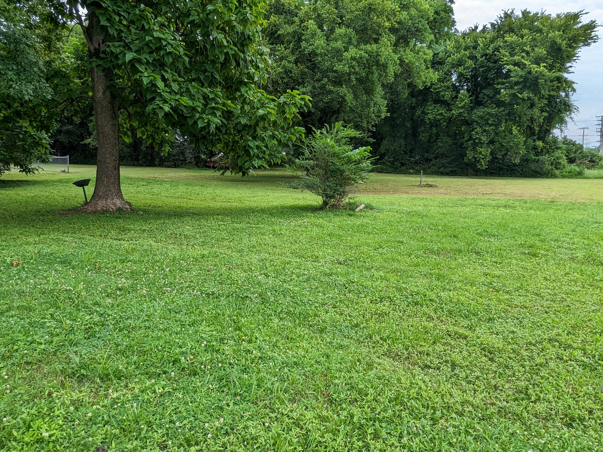 214 Boswell Street Mount Pleasant, TN 38474 - Photo 4 of 6 a view of a tree in a yard