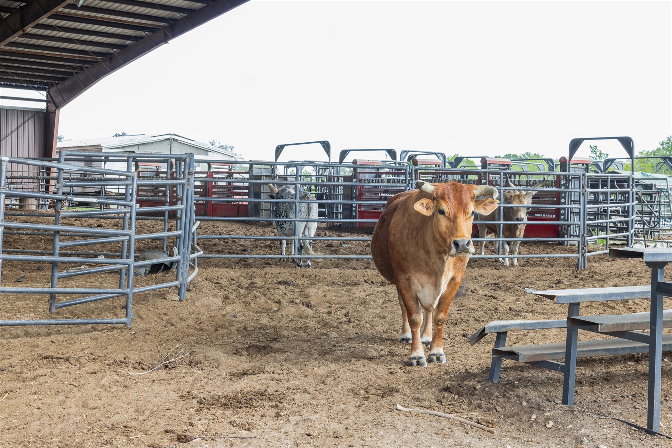 8519 State Park Road Lockhart, TX 78644 - Photo 9 of 40 View of horse barn