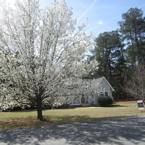 5798 Huddersfield Road Macon, GA 31210 - Photo 34 of 35 a view of a yard in front of a house