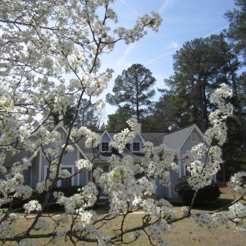 5798 Huddersfield Road Macon, GA 31210 - Photo 35 of 35 a view of a tree in a yard