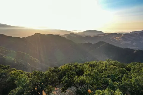 an aerial view of houses covered in trees
