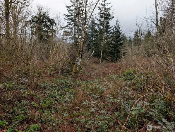 a view of a forest with trees in the background