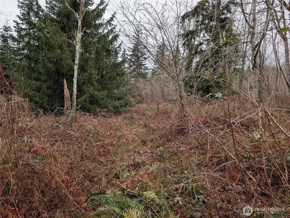 a view of a forest with trees in the background