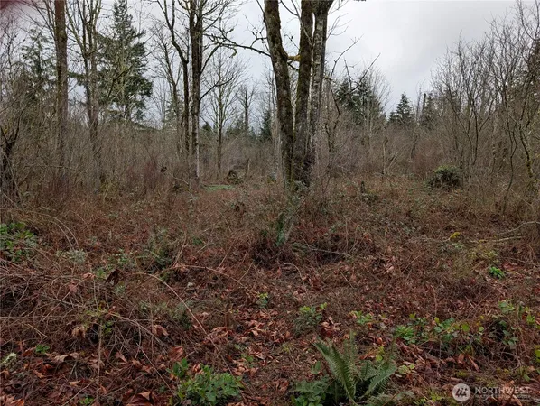 a view of a forest with trees in the background