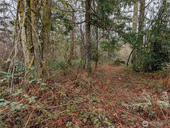 a view of a forest with trees in the background