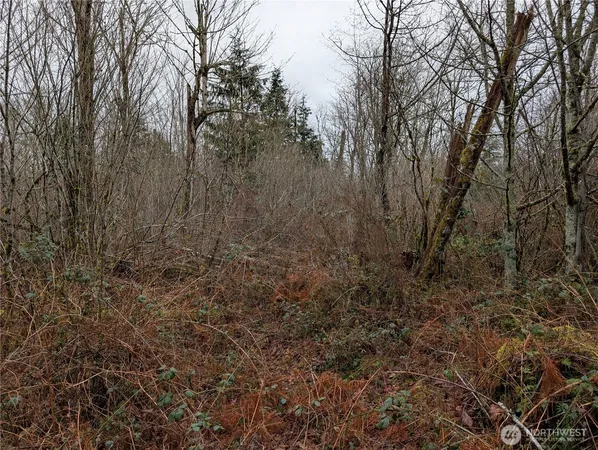 a view of a yard with trees