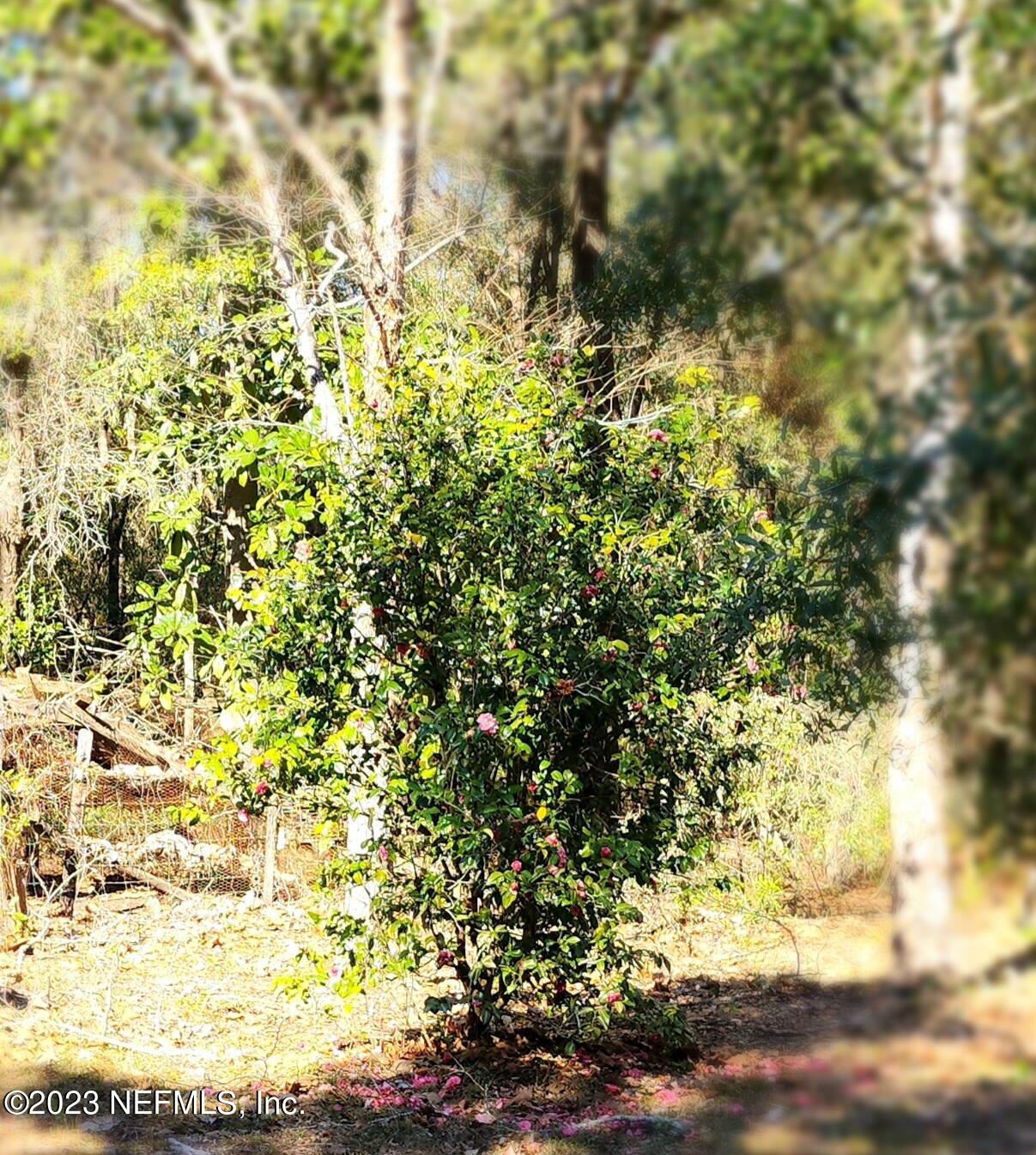 8274 Swan Lake Road Melrose, FL 32666 - Photo 15 of 18 Pink Camelia
