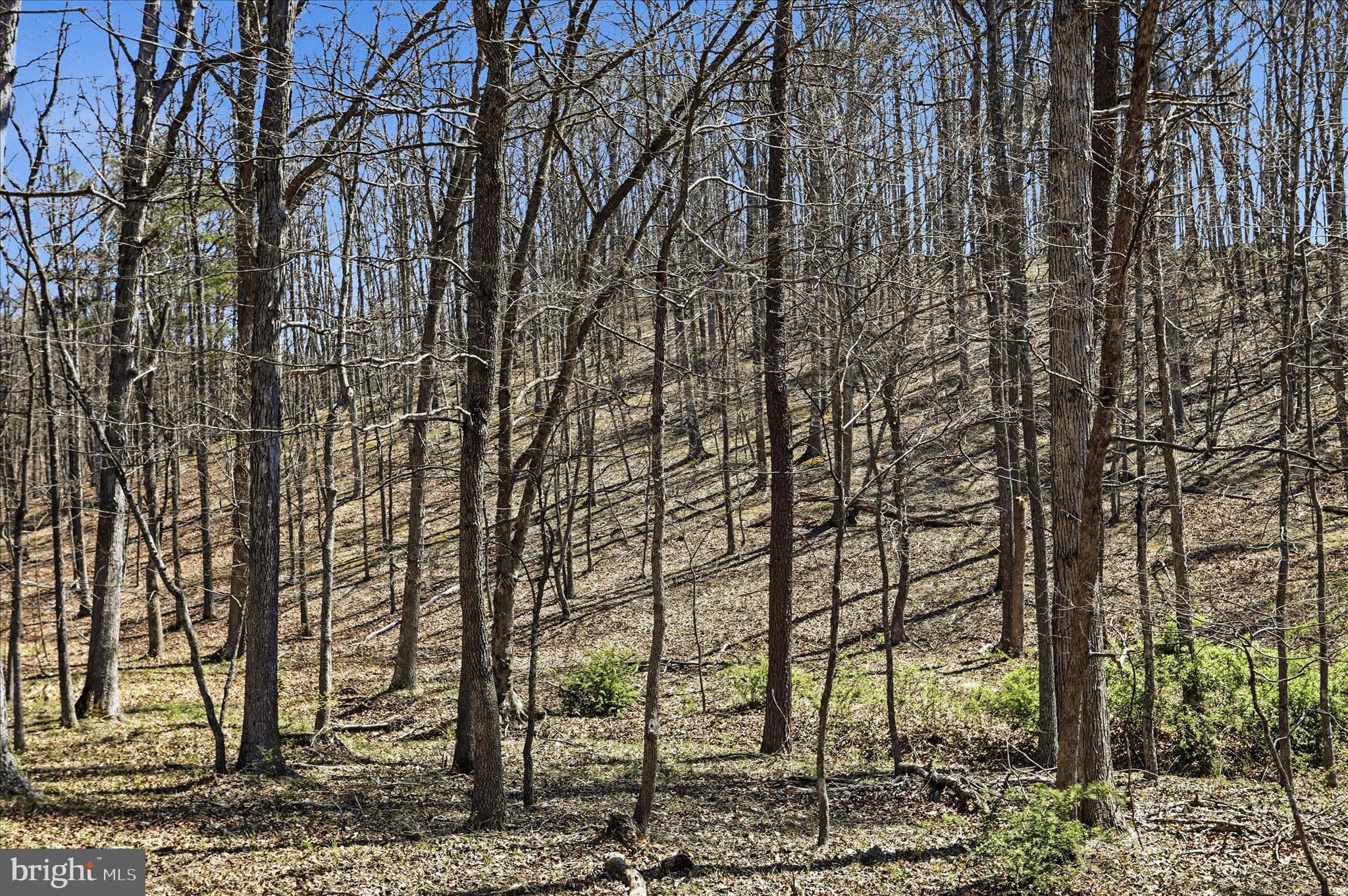 20.32-ac Trough Road Moorefield, WV 26836 - Photo 6 of 19