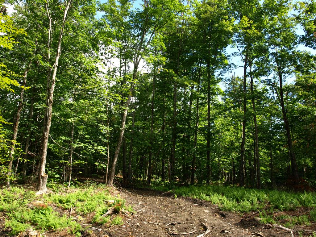Morse Road, Unit 900 3 Jay, VT 05859 - Photo 1 of 8 Gallery Image 1