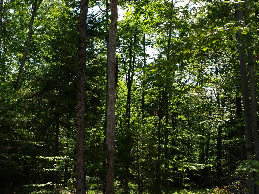 Morse Road, Unit 900 3 Jay, VT 05859 - Photo 7 of 8 Gallery Image 7