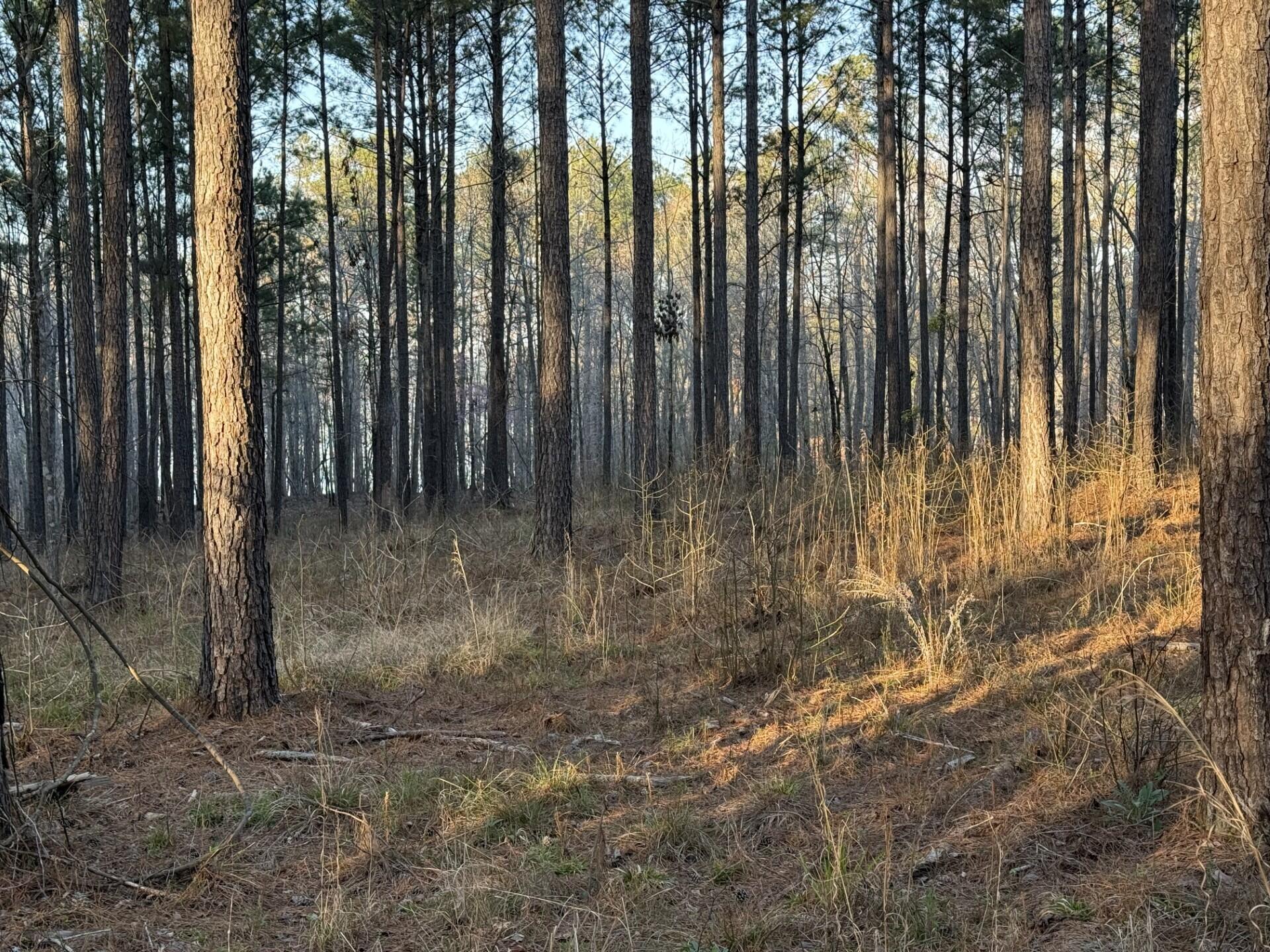 0 Lighthouse Pointe Point Lincolnton, GA 30817 - Photo 4 of 7 Road View 2
