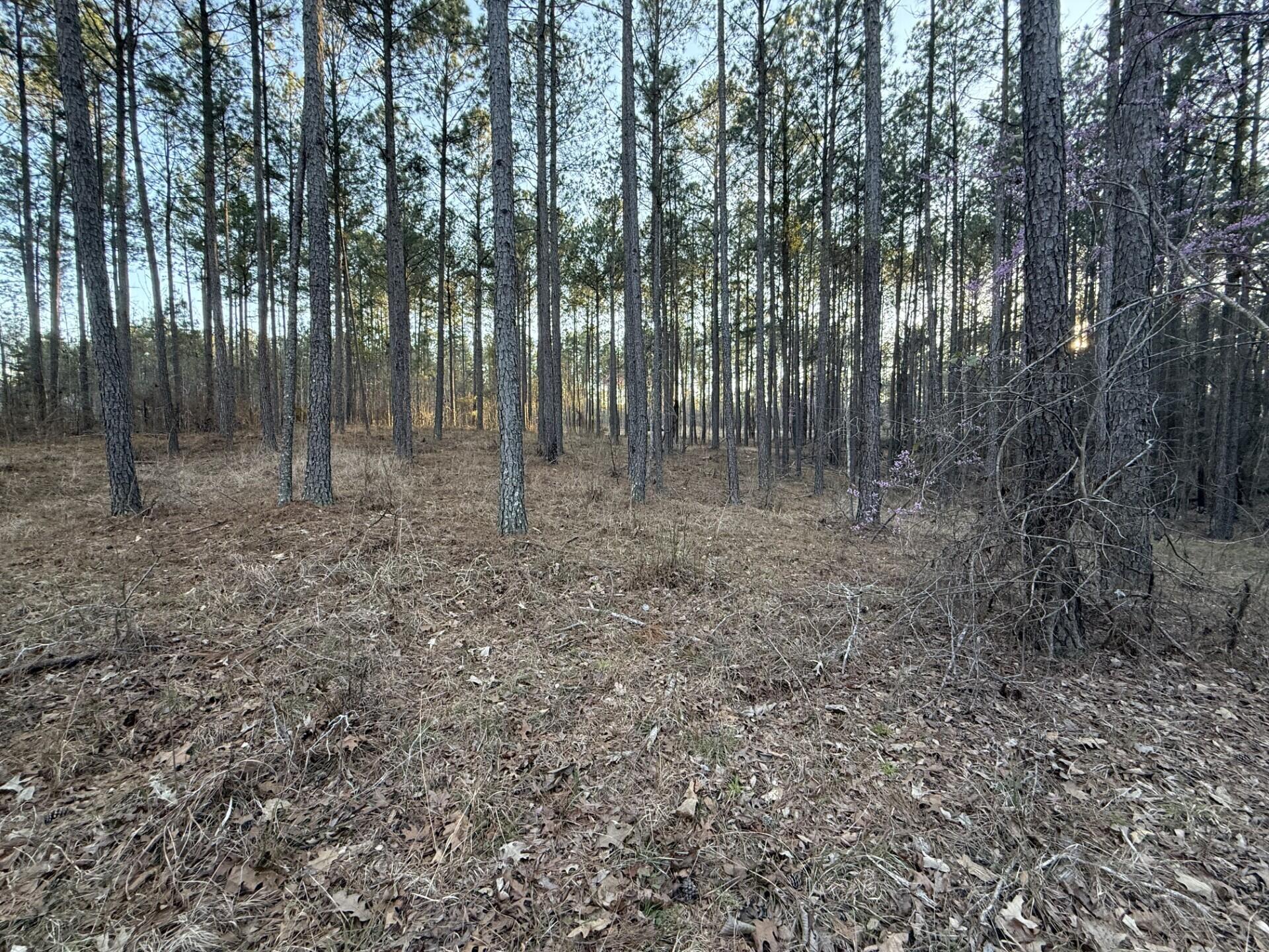 0 Lighthouse Pointe Point Lincolnton, GA 30817 - Photo 6 of 7 Mix of Hardwoods and Pines