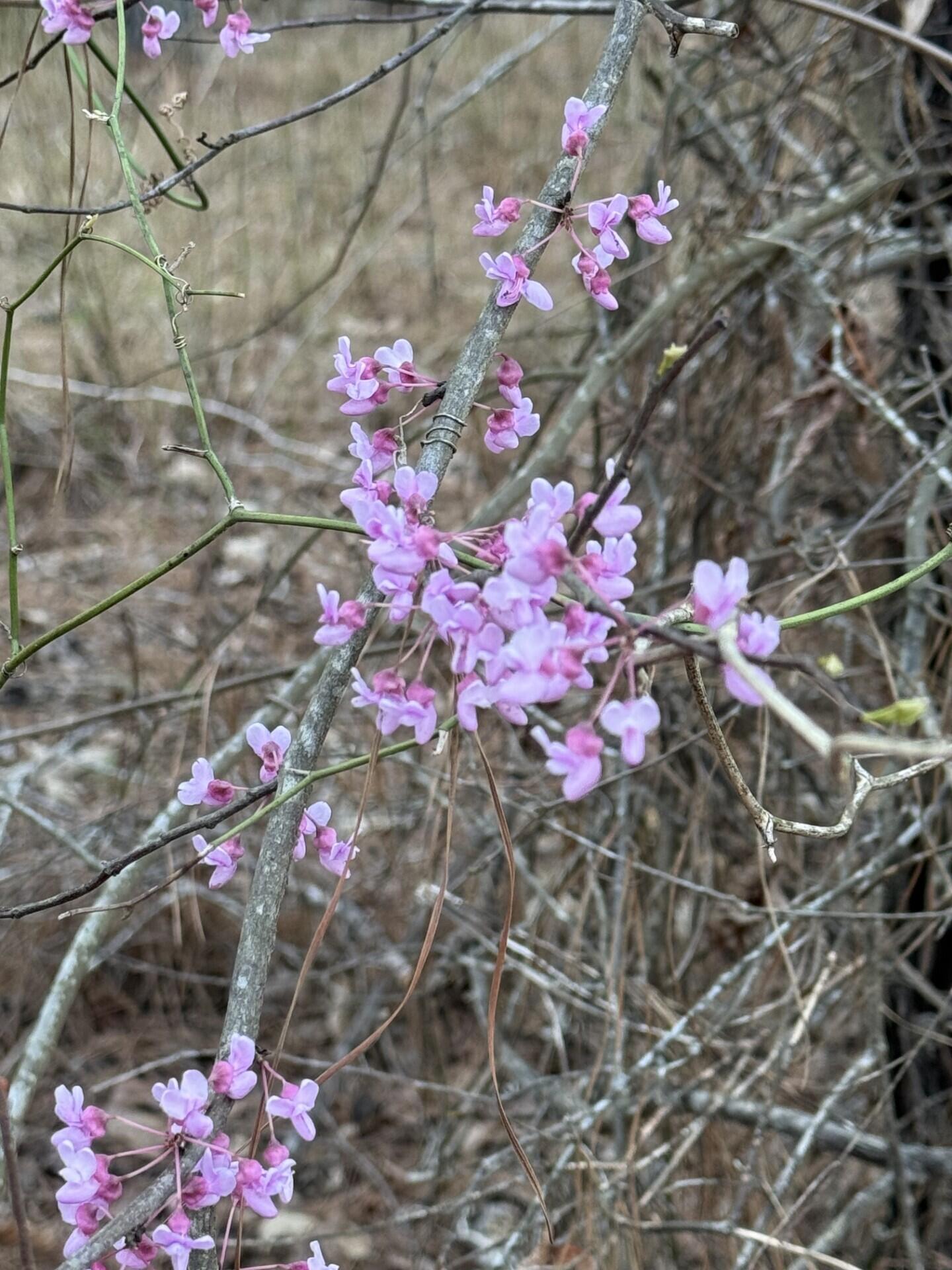 0 Lighthouse Pointe Point Lincolnton, GA 30817 - Photo 7 of 7 Nature