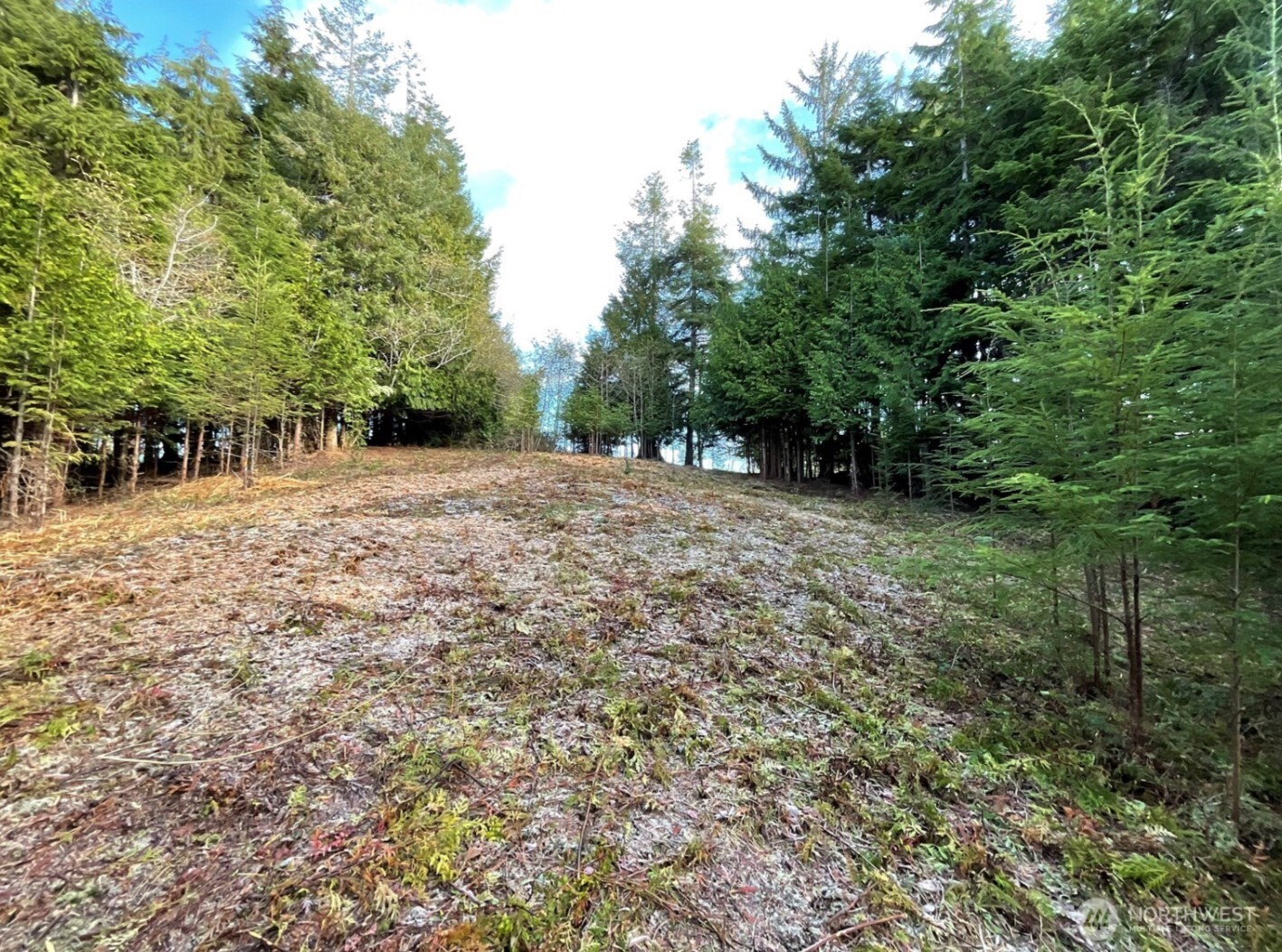 a view of a yard with plants and trees