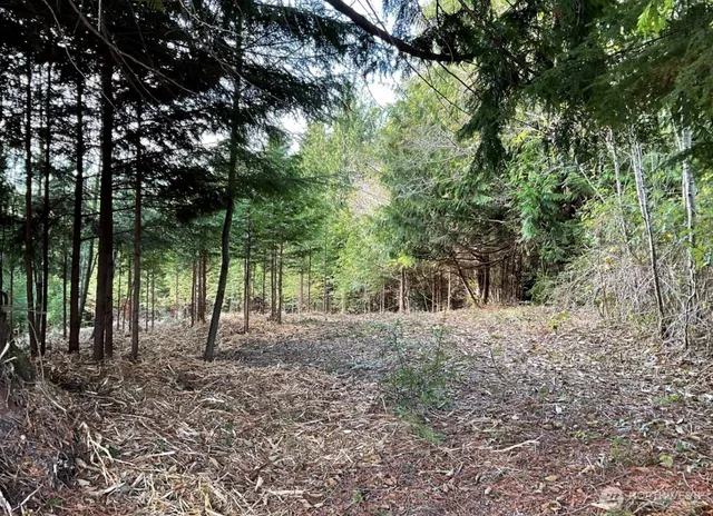 a view of a forest with trees