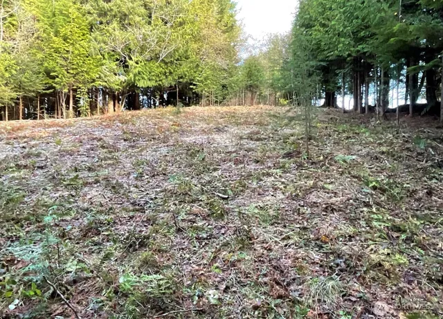 a view of a yard with plants and trees