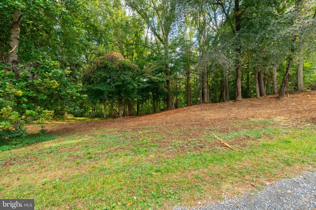 a view of empty yard with large trees