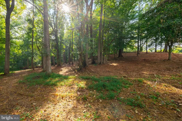 a view of a tree in the middle of a yard