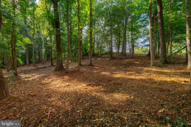 a view of a tree in the middle of a yard