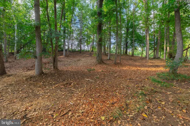 a view of a forest with trees in the background