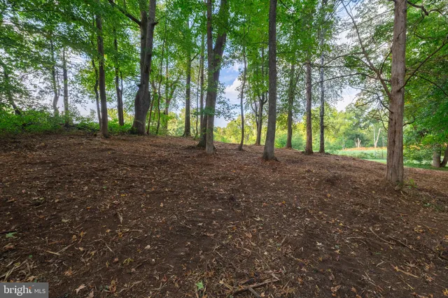 a view of a forest with trees