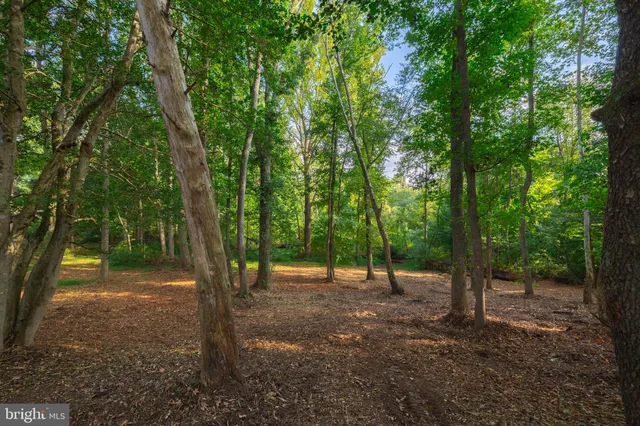 a view of a forest with trees in the background