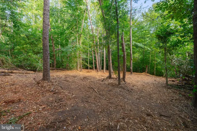 a view of a forest with trees in the background