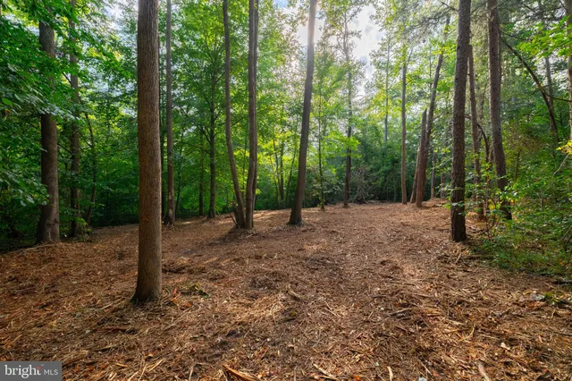 a view of a forest with trees in the background